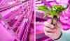 Photo for Global Agricultural Plant Growth LED Lights Market Research Report 2016