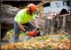 Photo for Arbor Tree Services