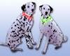 Photo for Lighted Safety Collar for Dogs by Leuchtie