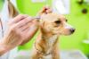 Photo for S&G Mobile Orlando Pet Groomers