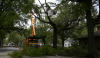 Photo for Premier Tree Removal Newnan Ga