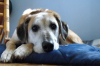 Photo for Animal Depression Medication Market - Global Industry Insights 2024