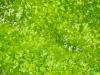 Photo for Global Microalgae Market Research Report 2016