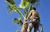 Photo for Tree Service Guys