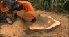 Photo for Stump and Grind