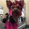 Photo for Puppy Love Pet Spa & Grooming