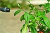 Photo for Agrochemicals Market expected to show steady growth by 2024