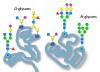 Photo for Glycopeptides Synthesis