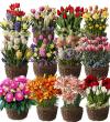 Photo for Global Flower Bulb Sales Market Report 2017