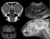 Photo for Global Veterinary Diagnostic Imaging Market Growth & Forecast to 2021