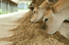 Photo for Animal Feed Additives Market: Analysis and Forecast by 2016-2024