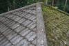 Photo for Moss Removal Everett wa