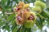 Photo for Global Chestnut Market Research Report 2016