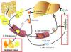Photo for amino acid analysis