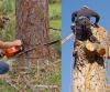 Photo for Tree Trimming, Lawn Service, Landscape Design and Stump Removal - Odessa, TX