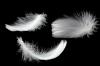 Photo for United States Down and Feather Market Report 2017