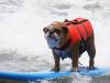 Photo for Best of Loews 2010 Dog Surfing Videos and Photos
