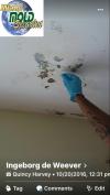 Photo for Professional mold removal in Miami and Fort Lauderdale