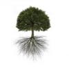 Photo for Arelica Tree Service Of West Bloomfield
