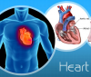 Photo for Prosthetic Heart Valves Market: Global Industry Analysis and Forecast to 2016 to 2024