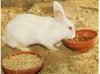 Photo for United States Animal Husbandry Biologicals Testing Market Report 2017
