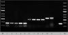 Photo for N-glycan profiling