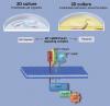 Photo for 3D Cell Culture Market Expected to Reach $4,691 Million, Globally by 2022