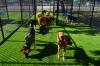 Photo for Love My Dog Resort & Playground-Downtown