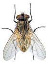 Photo for Fly Control Guys