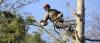Photo for Streeter Tree Surgery & Fencing