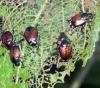 Photo for Japanese Beetle Control Guys