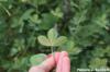 Photo for Spider Mite Control Guys