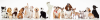 Photo for Abraxas Pet Resort
