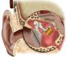 Photo for Middle Ear Implants Market Forecasts up to 2024, Research Report - Coherent Market Insights