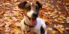 Photo for Pet Sitting Company in Mid-Cities, TX | GK Pet Love Pet Sitting
