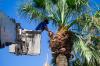 Photo for Alligator Tree Service