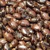 Photo for United States Castor Bean Market Report 2016