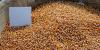 Photo for Europe Corn Wet-Milling Market Report 2017