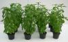 Photo for China Special Fertilizer For Seedling Market Research Report 2017
