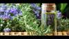 Photo for Global Rosemary Oil Market Research Report 2017