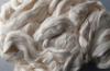 Photo for Cellulose Fiber Market to experience increase in growth by 2016-2024