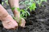Photo for Agricultural Microbials Market explores New Growth Opportunities by 2016-2024