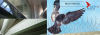 Photo for Bird Spikes | Pigeon Spikes Installation | Pigeon Menace Solution India | Nets n Spikes