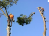 Photo for Raleigh Tree Care