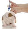 Photo for China Rabies Vaccine Market Research Report 2017