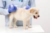 Photo for Veterinary Vaccines Market to Surpass US$ 9.4 Billion by 2024