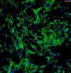 Photo for human esophagus primary cells