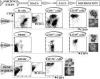 Photo for human tonsil cells