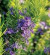 Photo for Global Rosemary Extracts Market Research Report 2017