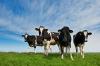 Photo for Global Dairy Herd Management Market to show Impressive Growth Rate between 2016 – 2024